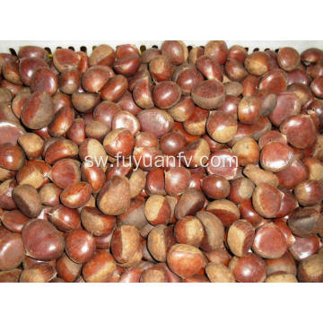 chestnut ghafi 100% ya asili